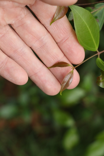 Image of Rhodamnia whiteana by (c) Greg Tasney, some rights reserved (CC BY-SA)