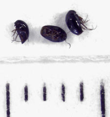 Baeocera actuosa
