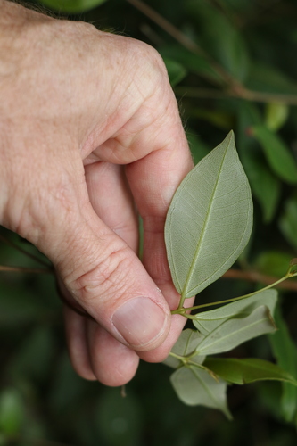 Image of Rhodamnia whiteana by (c) Greg Tasney, some rights reserved (CC BY-SA)