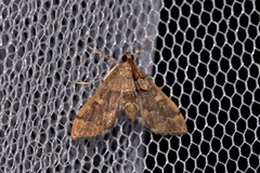 Nacoleia glageropa