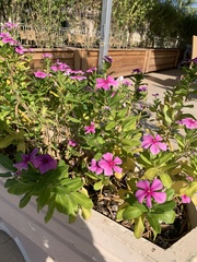 Catharanthus roseus