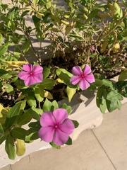 Catharanthus roseus