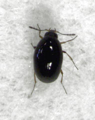 Baeocera actuosa