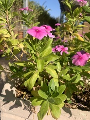 Catharanthus roseus
