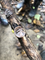 Auricularia auricula-judae