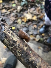 Auricularia auricula-judae