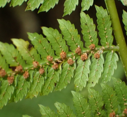 Image of Forest Tree Fern by (c) Nicola van Berkel, some rights reserved (CC BY-SA)