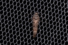 Lichenaula onychodes