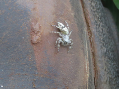 Balmaceda nigrosecta