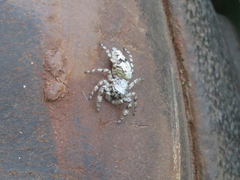 Balmaceda nigrosecta