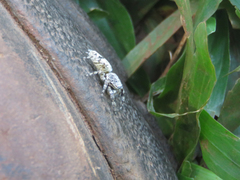 Balmaceda nigrosecta