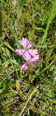Silene hookeri