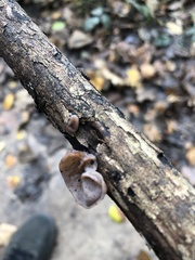 Auricularia auricula-judae