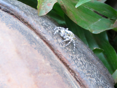 Balmaceda nigrosecta