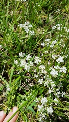 Limnosciadium pumilum