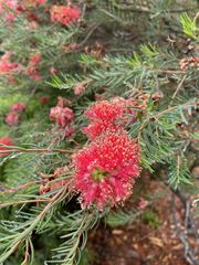 Melaleuca fulgens