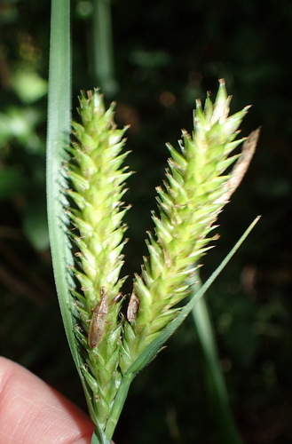 Carex aethiopica (Carex aethiopica)