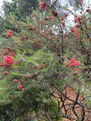 Melaleuca fulgens