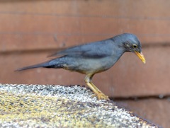 Turdus smithi