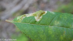 Phyllonorycter propinquinella