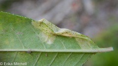 Phyllonorycter propinquinella