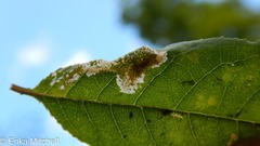 Phyllonorycter propinquinella