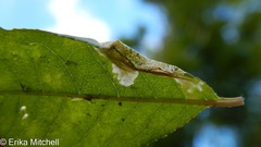 Phyllonorycter propinquinella
