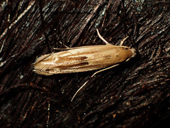 Amphixystis hapsimacha