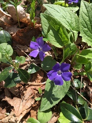 Vinca minor