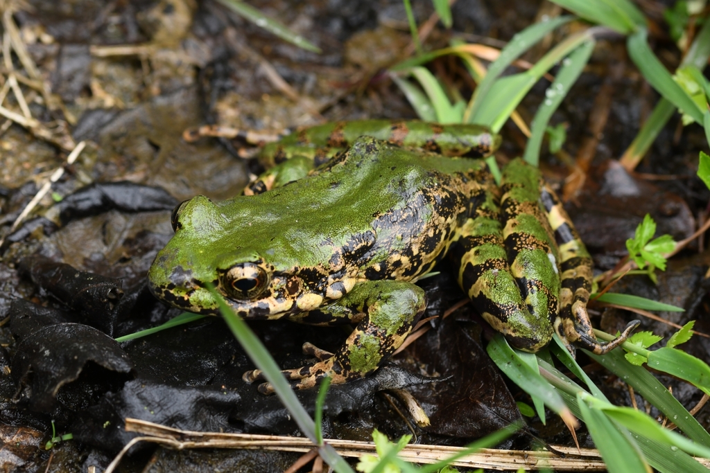 Kuang-Wu Shan Frog