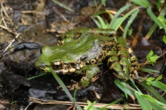 Odorrana kuangwuensis