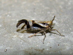 Delphax crassicornis