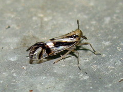 Delphax crassicornis