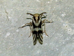 Delphax crassicornis