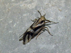 Delphax crassicornis