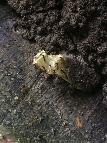 Photo of Narrow Stingless Bee (Tetragonisca angustula)