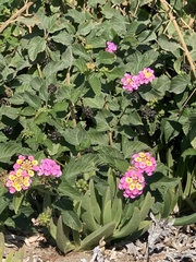 Lantana