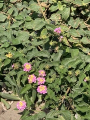 Lantana