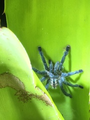 Pachistopelma rufonigrum