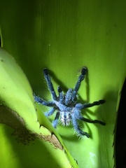 Pachistopelma rufonigrum