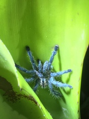Pachistopelma rufonigrum