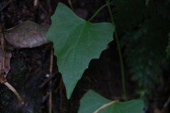 Zehneria cunninghamii