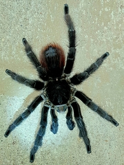 Acanthoscurria chacoana
