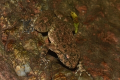 Ye's Spiny-Vented Frog photo 4
