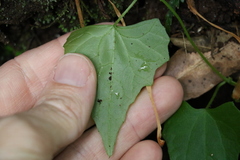 Zehneria cunninghamii