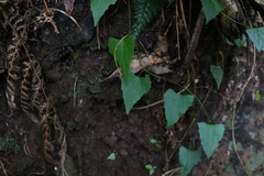 Zehneria cunninghamii