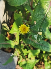 Sonchus oleraceus