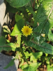 Sonchus oleraceus