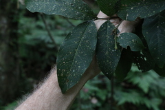 Alectryon subcinereus