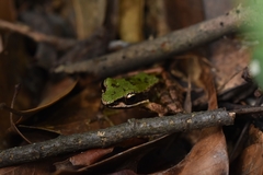 Odorrana exiliversabilis